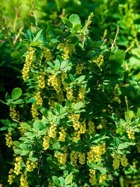 Berberis Vulgaris Arbusto Gênero Berberis Produz Bagas Comestíveis Ácido Butílico — Fotografia de Stock