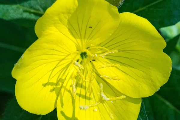 Oenothera may have originated in Mexico and Central America. Some Oenothera plants have edible parts. The roots of O. biennis are reported to be edible in young plants.