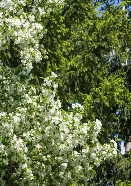 Яблочные Цветы Яблочный Цветок Солнечном Свете Естественном Зеленом Фоне Белое — стоковое фото