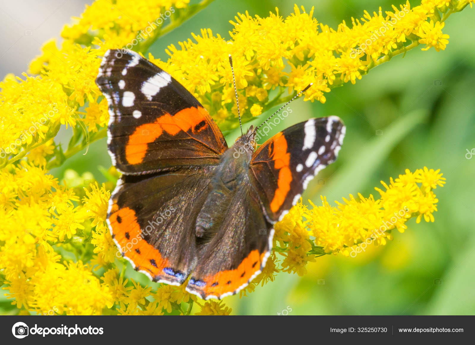 Solidago Commonly Called Goldenrods Used Traditional Kidney Tonic