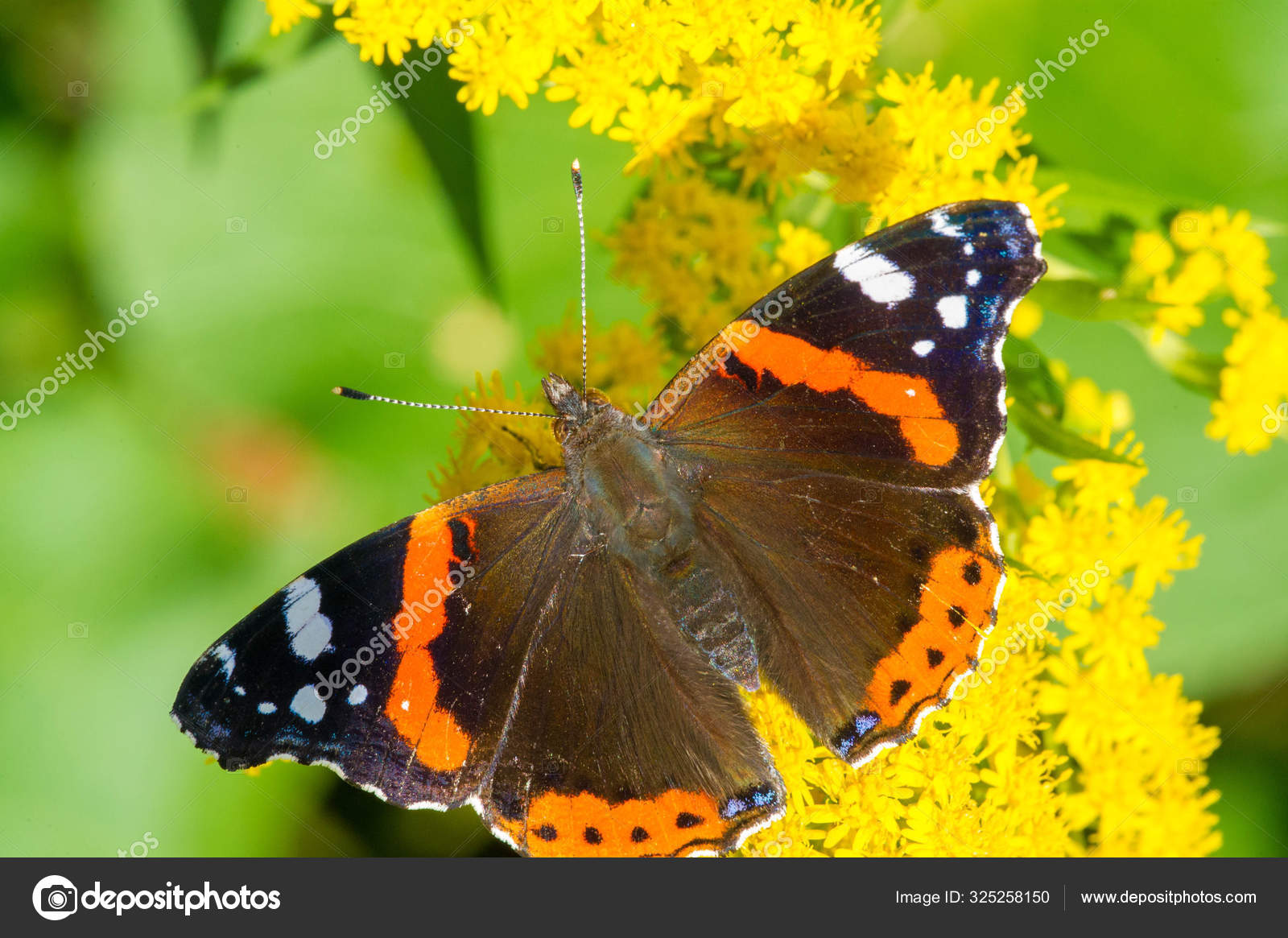 Solidago Commonly Called Goldenrods Used Traditional Kidney Tonic