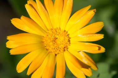 Calendula, kadife çiçeği olarak da bilinir. Hindistan 'daki kutsal çiçekler ve Hindu tanrılarının heykellerini ilk zamanlardan beri süslemek için. Bunlar küçük kesiklerin tedavisinde kullanılan deri ürünleri.,