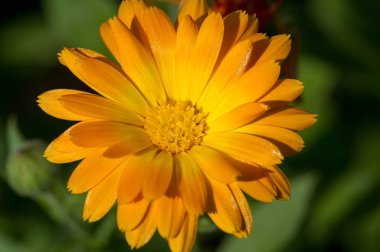 Calendula, kadife çiçeği olarak da bilinir. Hindistan 'daki kutsal çiçekler ve Hindu tanrılarının heykellerini ilk zamanlardan beri süslemek için. Bunlar küçük kesiklerin tedavisinde kullanılan deri ürünleri.,