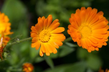 Calendula, kadife çiçeği olarak da bilinir. Hindistan 'daki kutsal çiçekler ve Hindu tanrılarının heykellerini ilk zamanlardan beri süslemek için. Bunlar küçük kesiklerin tedavisinde kullanılan deri ürünleri.,