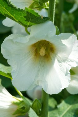 Malva, Malvaceae familyasından bir cinstir.,