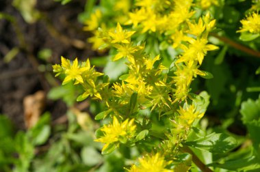 Sedum telephium, sıklıkla Hylotelephium, orpine, livelong, kurbağa midesi, arping Johnny, sonsuz yaşam, yaz ortası adamları, Yetim John, cadının para çantası