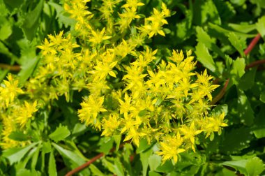 Sedum telephium, sıklıkla Hylotelephium, orpine, livelong, kurbağa midesi, arping Johnny, sonsuz yaşam, yaz ortası adamları, Yetim John, cadının para çantası