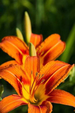 Lilium üyeleri gerçek zambaklar, büyük, belirgin çiçekleri olan, ampullerden büyüyen bir bitki cinsidir. Zambaklar önemli bir çiçek açan bitkidir. 