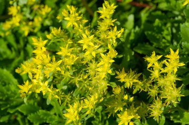 Sedum telephium, sıklıkla Hylotelephium, orpine, livelong, kurbağa midesi, arping Johnny, sonsuz yaşam, yaz ortası adamları, Yetim John, cadının para çantası