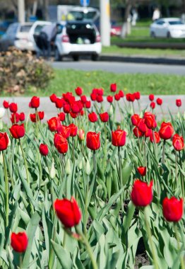 Laleler Tulipa, saklama organı olarak ampullere sahip, bahar çiçekleri açan, uzun ömürlü bir bitki cinsidir. gösterişli ve parlak renkli, genellikle kırmızı, pembe, sarı ya da beyaz