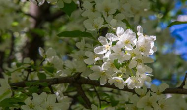 Elma Çiçekleri, Elma Çiçeği. Doğal yeşil arka planda gün ışığında. Ağaç beyazı baharda çiçek açar..