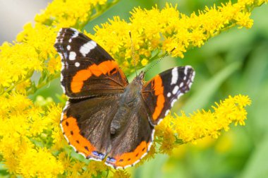 Solidago, yaygın olarak altın tozu olarak bilinir, geleneksel bir böbrek toniğinde, iltihabı önlemek için bitkisel ilaç uzmanları tarafından kullanılır. Kelebek Vanessa Atalanta, Kızıl Amiral.