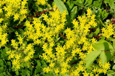 Sedum telephium, sıklıkla Hylotelephium, orpine, livelong, kurbağa midesi, arping Johnny, sonsuz yaşam, yaz ortası adamları, Yetim John, cadının para çantası