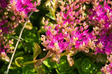 Sedum telephium, sıklıkla Hylotelephium, orpine, livelong, kurbağa midesi, arping Johnny, sonsuz yaşam, yaz ortası adamları, Yetim John, cadının para çantası
