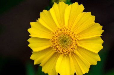 Calendula, kadife çiçeği olarak da bilinir. Hindistan 'daki kutsal çiçekler ve Hindu tanrılarının heykellerini ilk zamanlardan beri süslemek için. Bunlar küçük kesiklerin tedavisinde kullanılan deri ürünleri.,