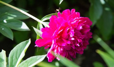 Şakayıklar, gösterişli çiçekleri için uzun zamandır yetiştirilen kuzey ılıman bölgelerin bitkisel veya çalısı bitkileridir..