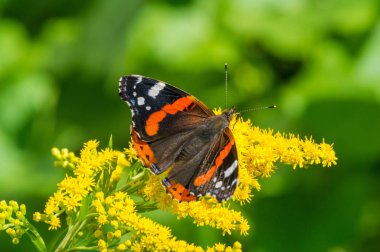 Solidago, yaygın olarak altın tozu olarak bilinir, geleneksel bir böbrek toniğinde, iltihabı önlemek için bitkisel ilaç uzmanları tarafından kullanılır. Kelebek Vanessa Atalanta, Kızıl Amiral.