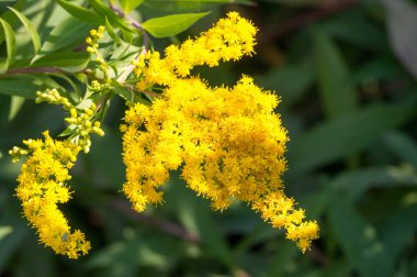 Genellikle altın ağaç olarak adlandırılan Saltago çiçeği, Kuzey Amerika 'dan gelir, Meksika' dan Güney Amerika ve Avrasya 'ya kadar olanlar da dahil olmak üzere..