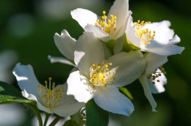 Çiçeklerine istinaden sahte turuncu olarak adlandırılırlar. Yabani türlerde portakal ve limonlara benzerler. İlk bakışta portakal, çiçek ve yasemin yaseminlerine benzerler.