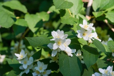 Çiçeklerine istinaden sahte turuncu olarak adlandırılırlar. Yabani türlerde portakal ve limonlara benzerler. İlk bakışta portakal, çiçek ve yasemin yaseminlerine benzerler.