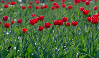 Laleler Tulipa, saklama organı olarak ampullere sahip, bahar çiçekleri açan, uzun ömürlü bir bitki cinsidir. gösterişli ve parlak renkli, genellikle kırmızı, pembe, sarı ya da beyaz