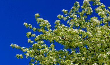 Elma Çiçekleri, Elma Çiçeği. Doğal yeşil arka planda gün ışığında. Ağaç beyazı baharda çiçek açar..