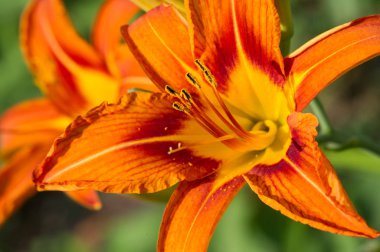 Lilium üyeleri gerçek zambaklar, büyük, belirgin çiçekleri olan, ampullerden büyüyen bir bitki cinsidir. Zambaklar önemli bir çiçek açan bitkidir. 