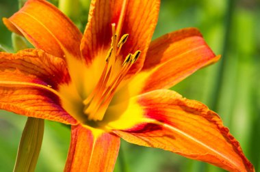 Lilium üyeleri gerçek zambaklar, büyük, belirgin çiçekleri olan, ampullerden büyüyen bir bitki cinsidir. Zambaklar önemli bir çiçek açan bitkidir. 