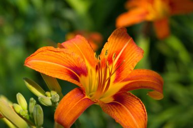 Lilium üyeleri gerçek zambaklar, büyük, belirgin çiçekleri olan, ampullerden büyüyen bir bitki cinsidir. Zambaklar önemli bir çiçek açan bitkidir. 