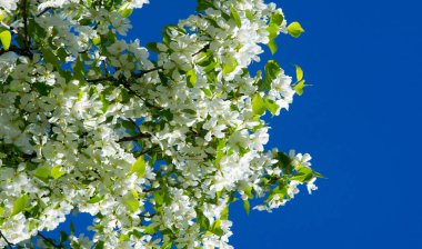Elma Çiçekleri, Elma Çiçeği. Doğal yeşil arka planda gün ışığında. Ağaç beyazı baharda çiçek açar..