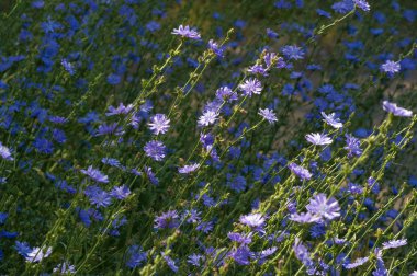 Blue cornflower 'ın ABD, Kanada, İngiltere ve Avustralya' daki popülaritesi o kadar yüksekti ki Corning Glass Works 'ün bir sembolü haline geldi..
