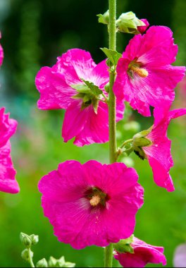 Althaea officinalis veya marsh-mallow, otçullukta ve kökten yapılan süs bitkilerinde kullanılan Avrupa, Batı Asya ve Kuzey Afrika 'ya özgü kalıcı bir türdür.