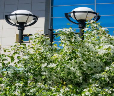 Elma Çiçekleri, Elma Çiçeği. Doğal yeşil arka planda gün ışığında. Ağaç beyazı baharda çiçek açar..