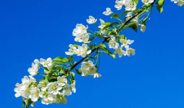 Elma Çiçekleri, Elma Çiçeği. Doğal yeşil arka planda gün ışığında. Ağaç beyazı baharda çiçek açar..