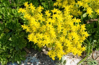 Sedum telephium, sıklıkla Hylotelephium, orpine, livelong, kurbağa midesi, arping Johnny, sonsuz yaşam, yaz ortası adamları, Yetim John, cadının para çantası