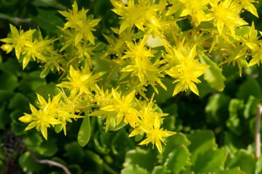 Sedum telephium, sıklıkla Hylotelephium, orpine, livelong, kurbağa midesi, arping Johnny, sonsuz yaşam, yaz ortası adamları, Yetim John, cadının para çantası