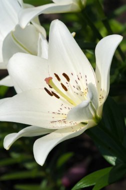 Lilium üyeleri gerçek zambaklar, büyük, belirgin çiçekleri olan, ampullerden büyüyen bir bitki cinsidir. Zambaklar önemli bir çiçek açan bitkidir. 