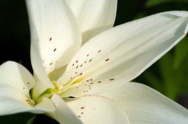 Lilium üyeleri gerçek zambaklar, büyük, belirgin çiçekleri olan, ampullerden büyüyen bir bitki cinsidir. Zambaklar önemli bir çiçek açan bitkidir. 