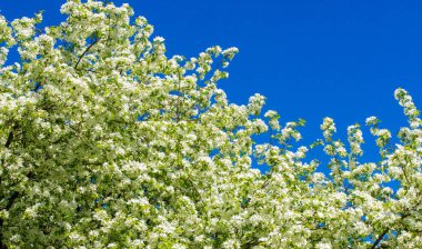 Elma Çiçekleri, Elma Çiçeği. Doğal yeşil arka planda gün ışığında. Ağaç beyazı baharda çiçek açar..