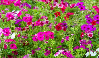 Phlox alevi; çoğunlukla Kuzey Amerika 'da, biri Sibirya' da ormanlık ve bozkırlardan farklı bir yaşam alanında bulunur. Kimisi baharda, kimisi yazın ve sonbaharda.