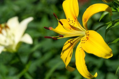 Zambak zambakları Lily - Çiçekler büyük, genellikle hoş kokulu ve beyaz, sarı, portakal, pembe, kırmızı ve mor gibi çok çeşitli renklerde sunulurlar. İşaretleme noktalar ve fırça darbelerini içerir.