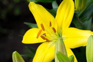 Lilium üyeleri gerçek zambaklar, büyük, belirgin çiçekleri olan, ampullerden büyüyen bir bitki cinsidir. Zambaklar önemli bir çiçek açan bitkidir. 