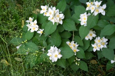 Çiçeklerine istinaden sahte turuncu olarak adlandırılırlar. Yabani türlerde portakal ve limonlara benzerler. İlk bakışta portakal, çiçek ve yasemin yaseminlerine benzerler.