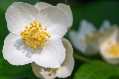 Philadelphus They are named mock-orange in reference to their flowers, which in wild species look somewhat similar to those of oranges and lemons Citrus at first glance,  flowers and jasmine Jasminum clipart
