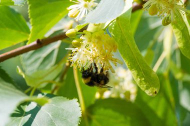Bir ıhlamur ağacı çiçeği. Cins, Birleşik Krallık ve Kuzey Amerika 'da yaygın olarak limon olarak adlandırılır. Nektar oluşturan çiçekler, şifalı bitki limonu. Monoflorn tatlım. çaylar ve tentürler
