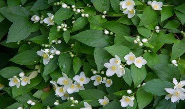 Yasemin, parfüm veya çayda kullanılan kokulu çiçekleri taşıyan Eski Dünya çalısı ya da tırmanma bitkisidir. Bir süs olarak popülerdir. Fluminense Altın Sahili Yasemin