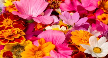 Parlak çeşitli renklerden bir kompozisyon, sarı çiçekler, sonbahar fotoğrafçılığı dekor için hoş bir kompozisyon çiçek lenme parlak renkli sonbahar buketi