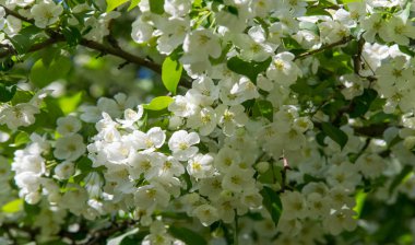 Elma Çiçekleri, Elma Çiçeği. Doğal yeşil arka planda gün ışığında. Ağaç beyazı baharda çiçek açar..