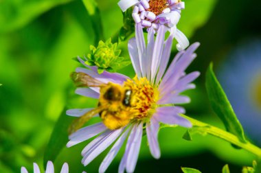 Aster ismi Yunanca 'da 