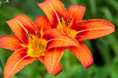 Zambak zambakları Lily - Çiçekler büyük, genellikle hoş kokulu ve beyaz, sarı, portakal, pembe, kırmızı ve mor gibi çok çeşitli renklerde sunulurlar. İşaretleme noktalar ve fırça darbelerini içerir.